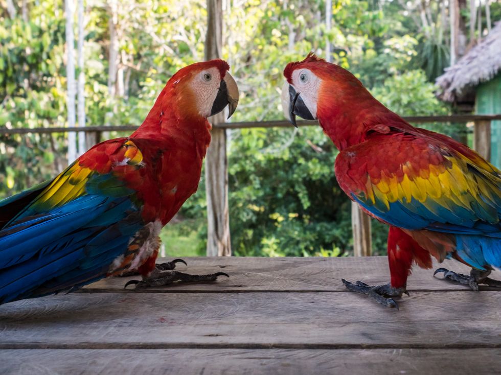 Amazonia. Papugi